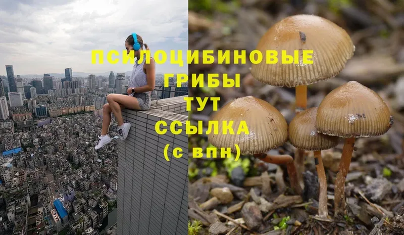 Псилоцибиновые грибы Psilocybe  Горнозаводск 